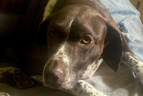 Discovery alert Dog  Unknown Marseille France