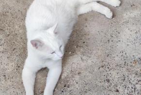 Discovery alert Cat  Male Aumes France
