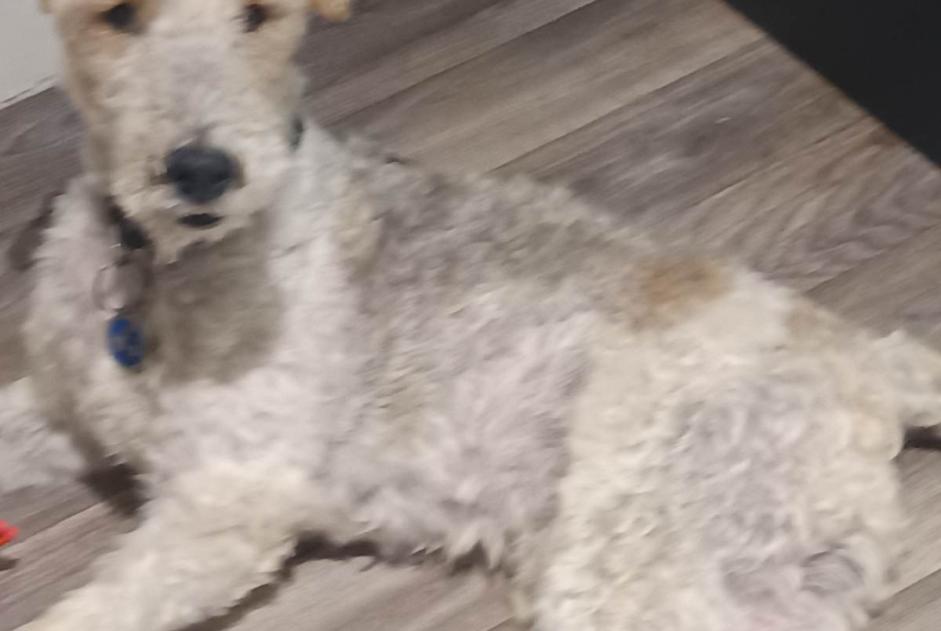Disappearance alert Dog  Male , 13 years Saint-Maurice-en-Chalencon France