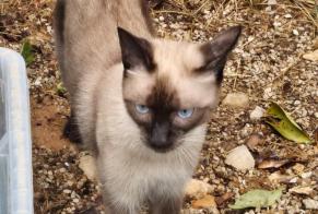 Discovery alert Cat  Unknown Mouans-Sartoux France