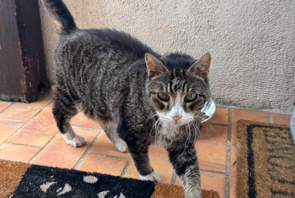 Discovery alert Cat miscegenation Male La Garde France
