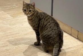 Disappearance alert Cat  Male , 1 years Asnières-sur-Seine France