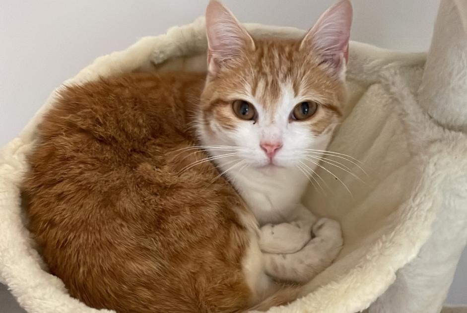 Disappearance alert Cat  Male , 1 years Arthès France