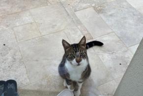 Discovery alert Cat Female Maule France
