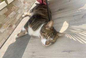 Discovery alert Cat Female Maule France