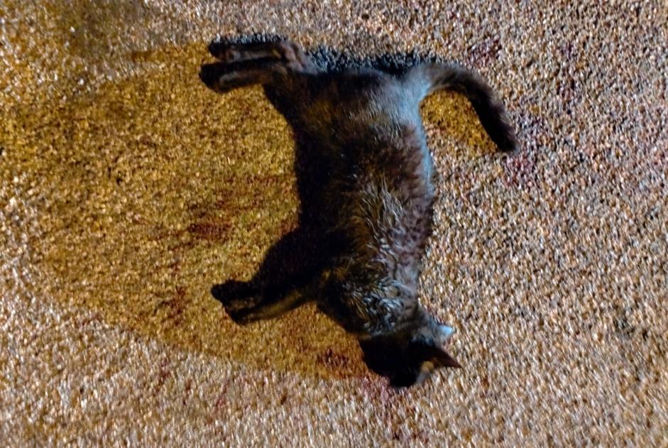 Discovery alert Cat Unknown Surba France Discovery alert Cat Unknown Surba France