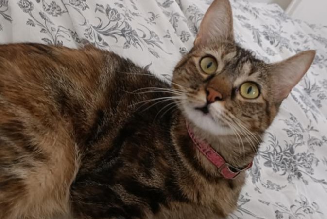Disappearance alert Cat  Female , 2 years Sainte-Florence France