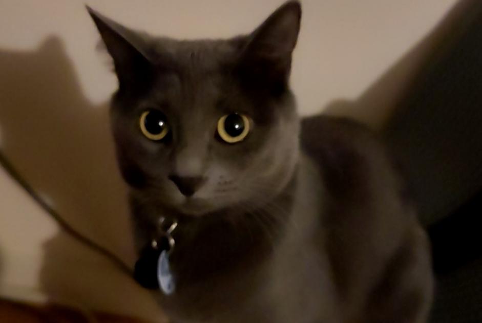Disappearance alert Cat miscegenation Female , 4 years Limoges France