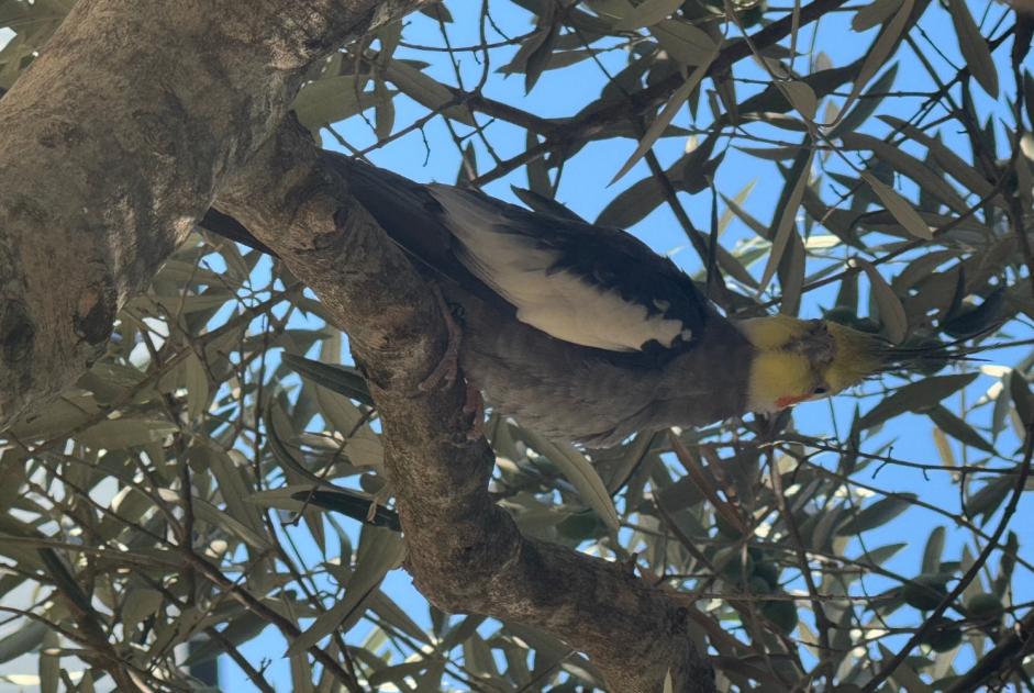 Discovery alert Bird Unknown Colomiers France
