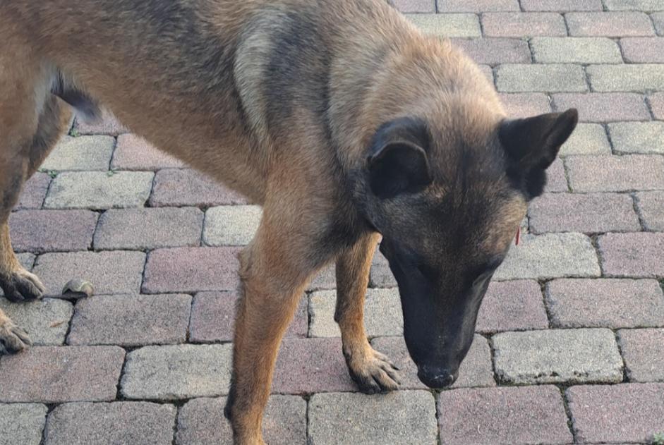 Discovery alert Dog Unknown Loire-sur-Rhône France