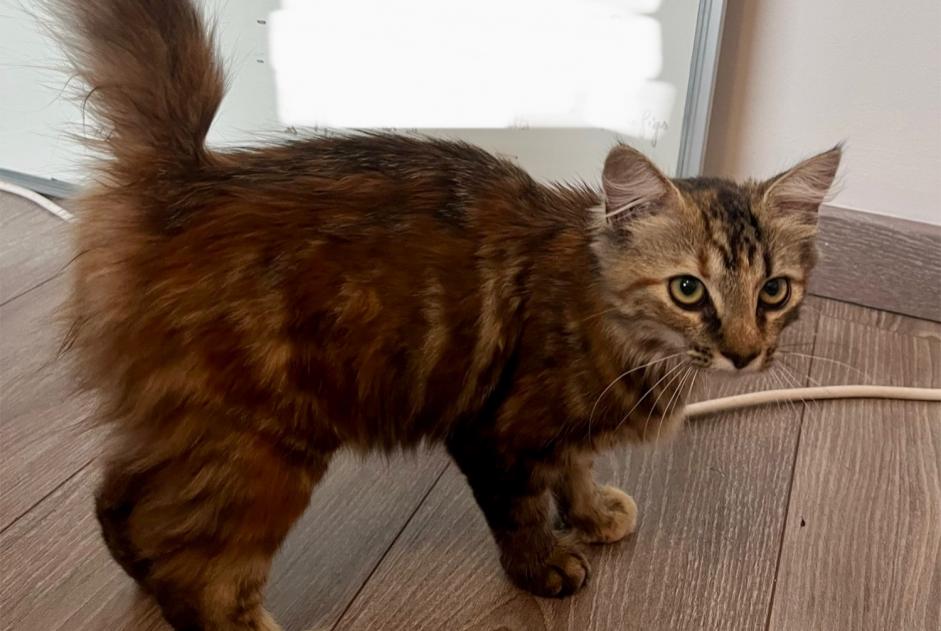 Discovery alert Cat miscegenation Female Angers France