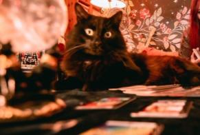 Disappearance alert Cat Male , 6 years Largentière France