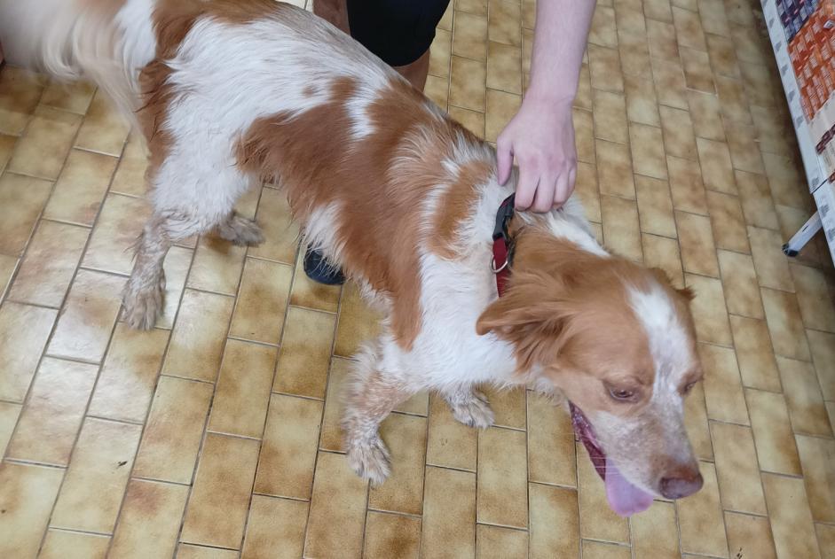 Discovery alert Dog  Male Piégut-Pluviers France