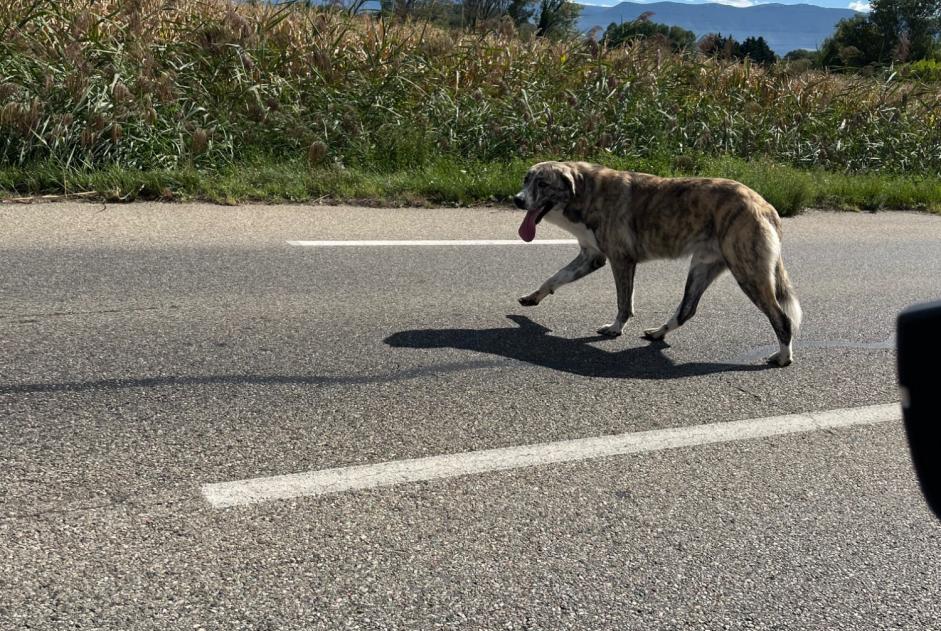 Discovery alert Dog miscegenation Unknown Étoile-sur-Rhône France