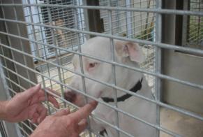 Discovery alert Dog Female Aussillon France
