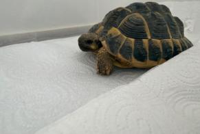 Discovery alert Tortoise Unknown Solaize France