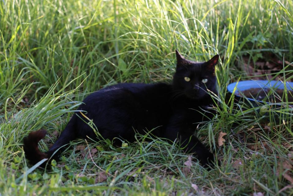 Disappearance alert Cat Male , 7 years Le Poët-Laval France