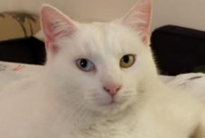 Disappearance alert Cat Female , 8 years La Celle-Saint-Cloud France