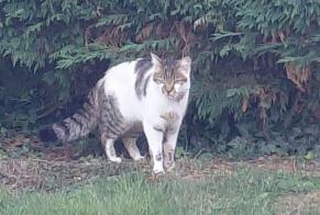 Discovery alert Cat miscegenation Unknown La Talaudière France