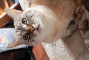 Disappearance alert Cat miscegenation Female , 4 years Gannay-sur-Loire France