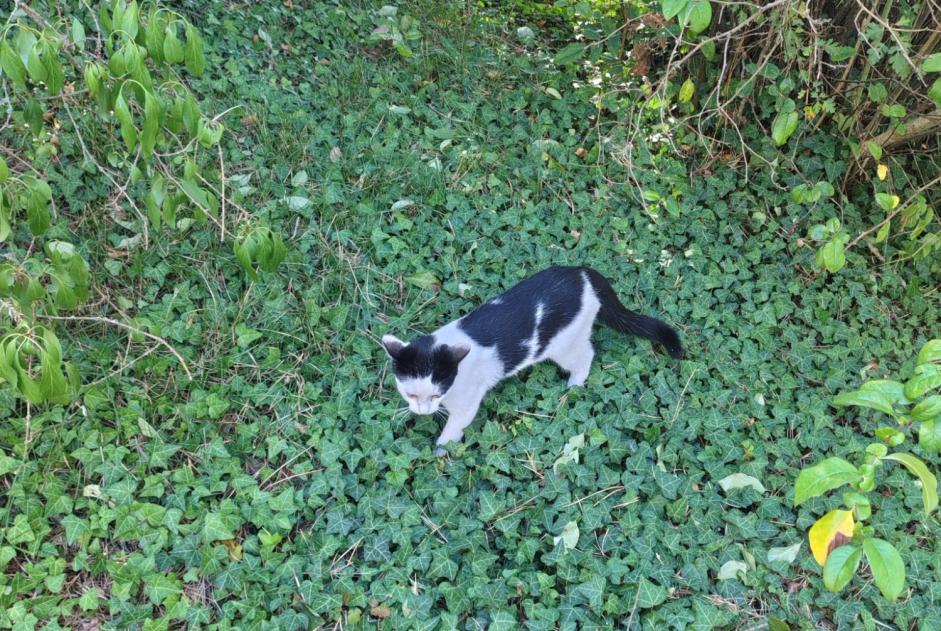 Discovery alert Cat Female Rozier-en-Donzy France