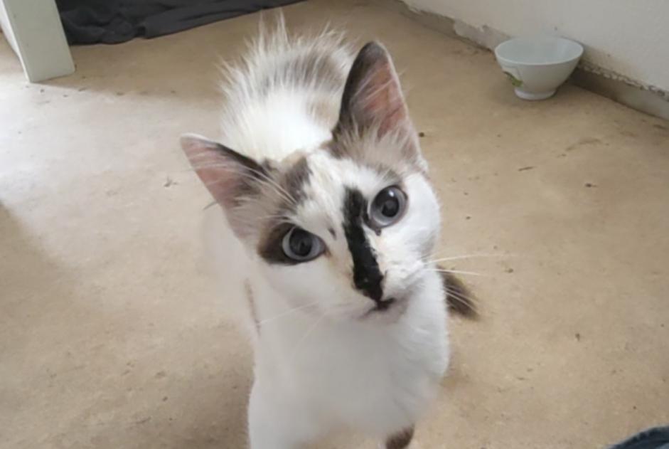 Discovery alert Cat miscegenation Female Montaigu-Vendée France