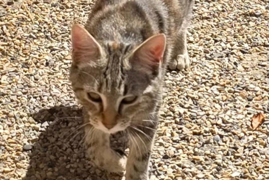 Discovery alert Cat Unknown Domessin France