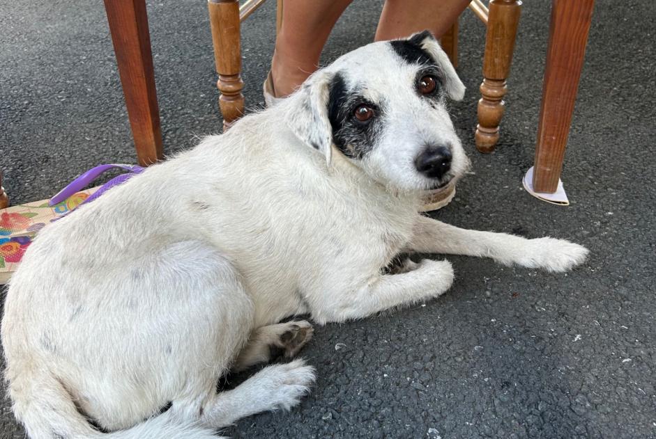 Discovery alert Dog miscegenation Female Ahetze France