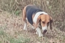 Discovery alert Dog  Unknown Viglain France