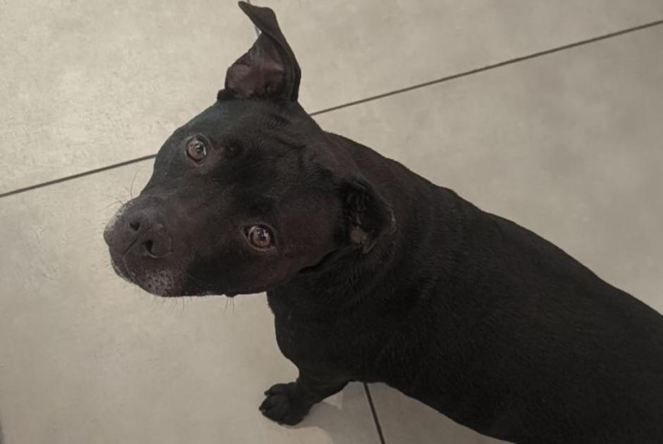 Discovery alert Dog  Female Challes-les-Eaux France