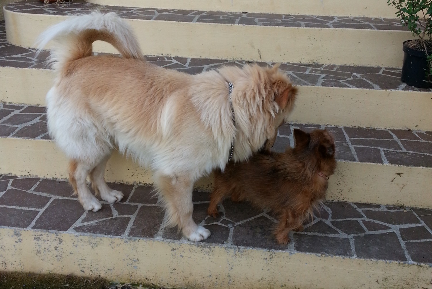 Disappearance alert Dog  Male , 14 years Villaines-sous-Malicorne France
