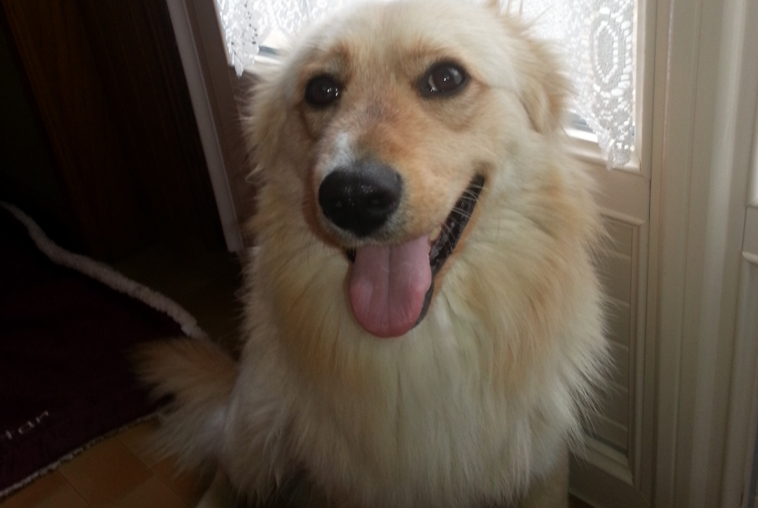 Disappearance alert Dog  Male , 14 years Villaines-sous-Malicorne France