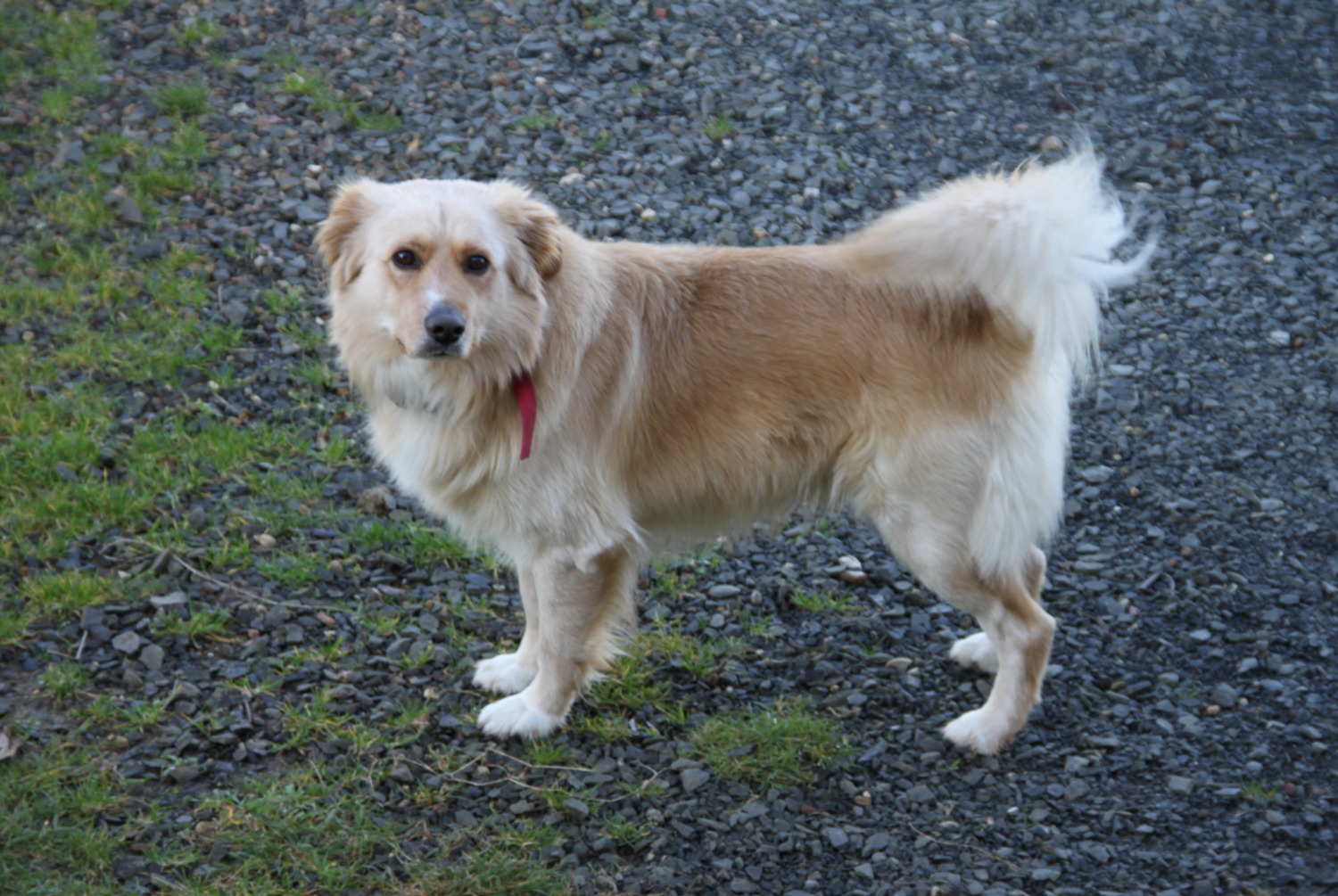 Disappearance alert Dog  Male , 14 years Villaines-sous-Malicorne France