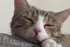 Disappearance alert Cat Female , 2 years Clermont-Ferrand France
