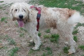 Discovery alert Dog Male Thorey-sur-Ouche France