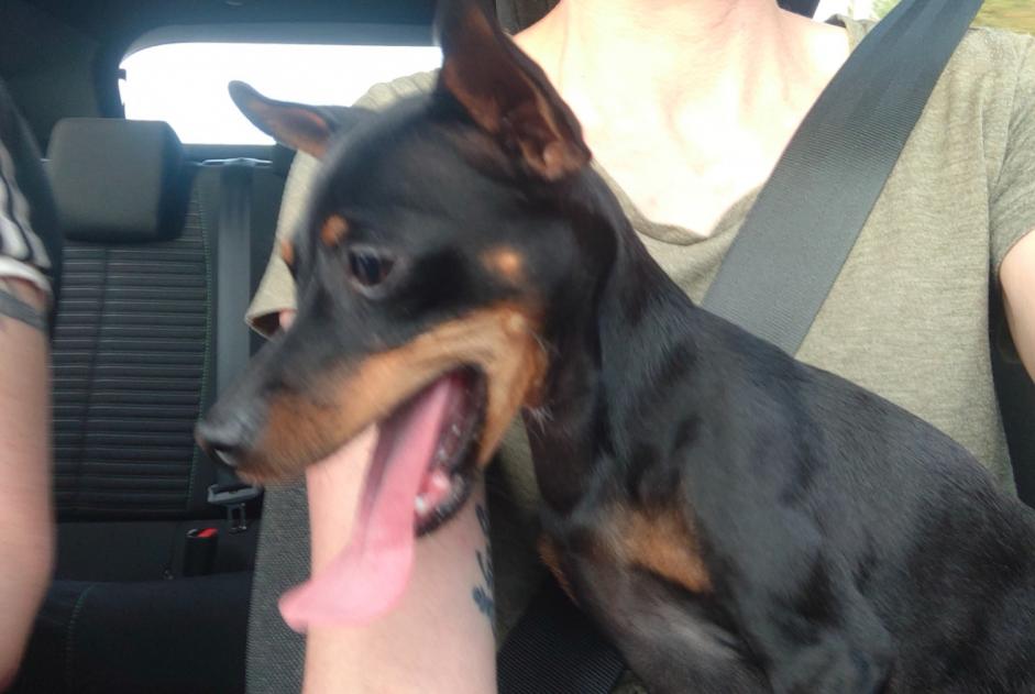 Discovery alert Dog  Female Bousbach France