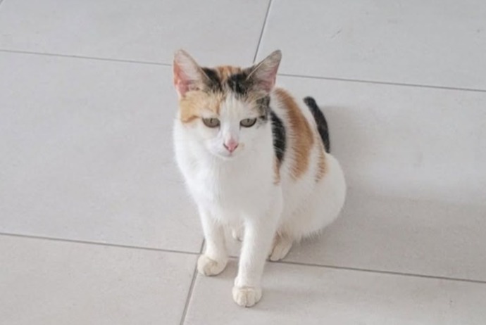 Discovery alert Cat Female Meistratzheim France