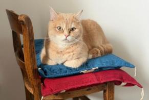 Disappearance alert Cat  Male , 2 years Marly France