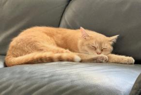 Disappearance alert Cat  Male , 2 years Marly France