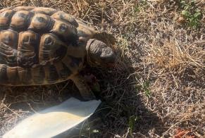 Disappearance alert Tortoise Male , 2026 years Thonon-les-Bains France