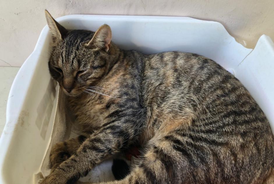 Disappearance alert Cat  Male , 6 years Meylan France