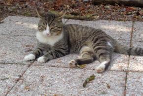 Discovery alert Cat Male Soumont-Saint-Quentin France