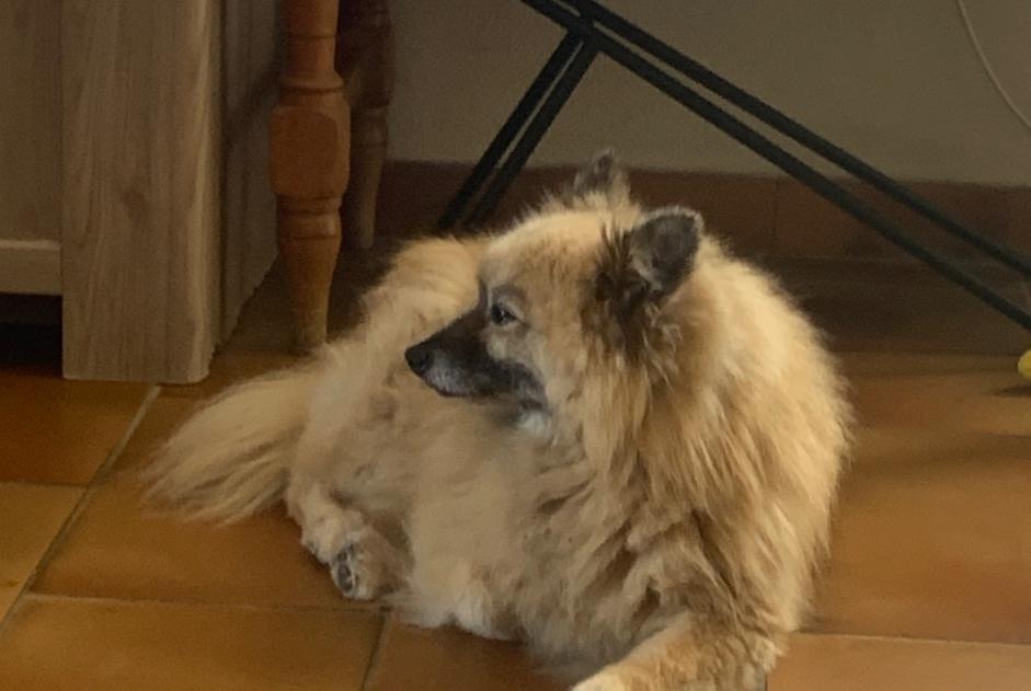 Disappearance alert Dog  Female , 13 years Conca France