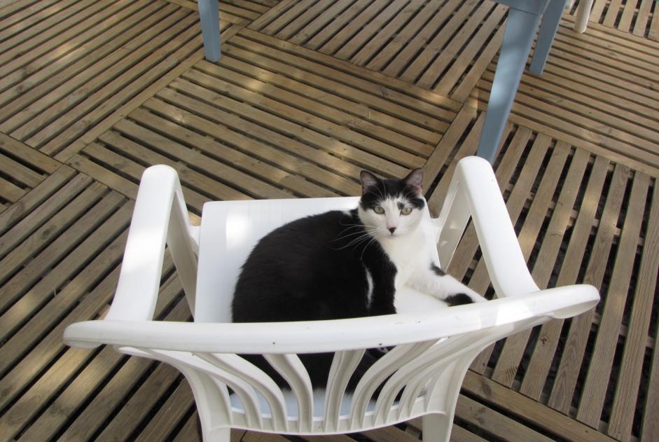 Disappearance alert Cat Male , 11 years Chèvreville France