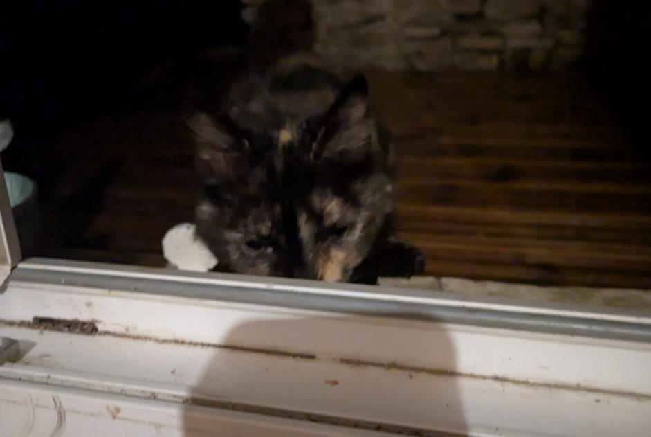 Discovery alert Cat Unknown Ryes France