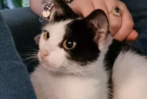 Disappearance alert Cat miscegenation Female , 1 years Attiches France