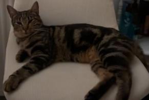 Disappearance alert Cat  Female , 1 years Nîmes France