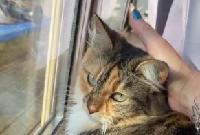 Disappearance alert Cat Female , 8 years Saint-Georges-de-Pointindoux France