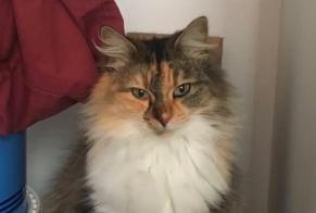 Disappearance alert Cat Female , 8 years Saint-Georges-de-Pointindoux France