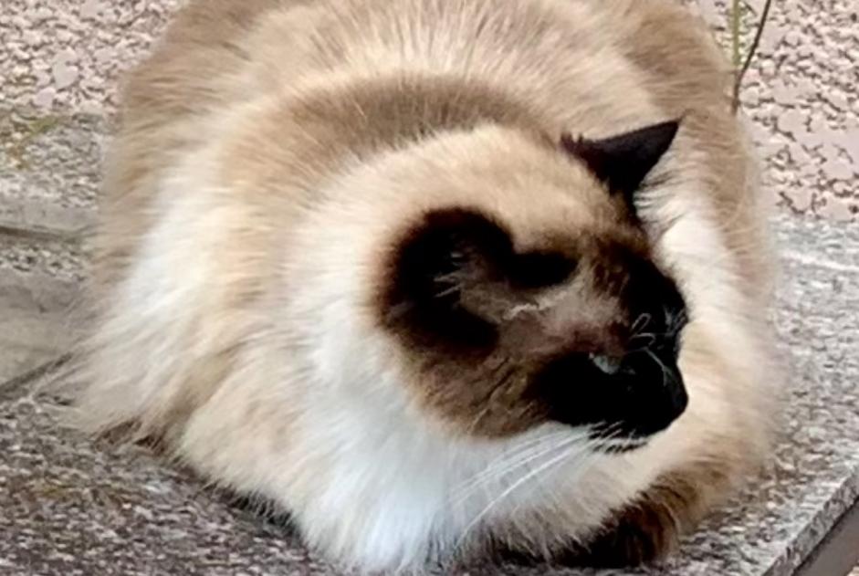 Disappearance alert Cat miscegenation Female , 6 years Marclopt France
